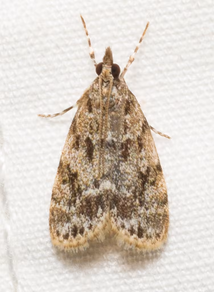 Many-spotted Scoparia Moth, Adulte