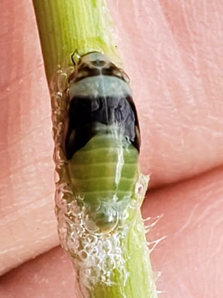 Diamondback Spittlebug, photo 3 of 5