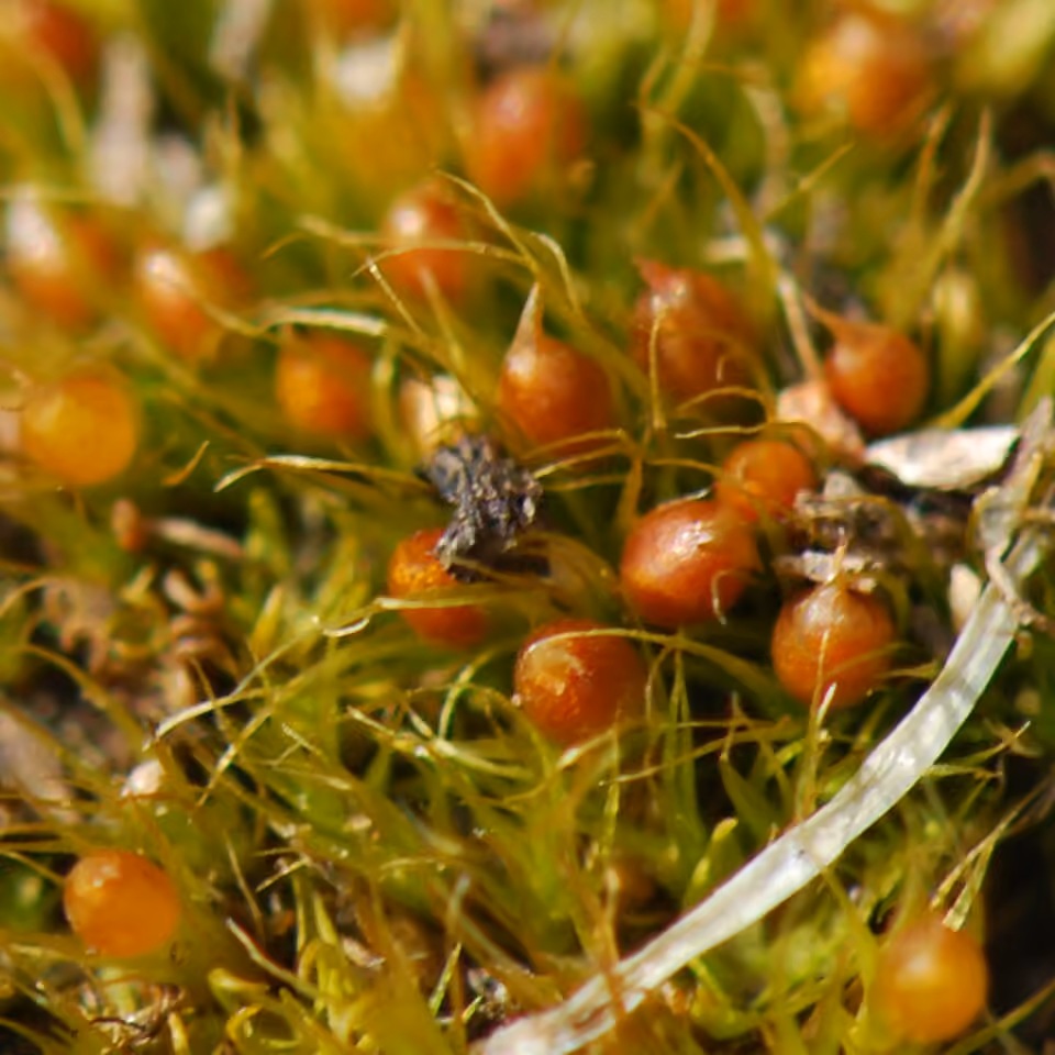 Awl-leaved Earth-moss, photo 2 of 5