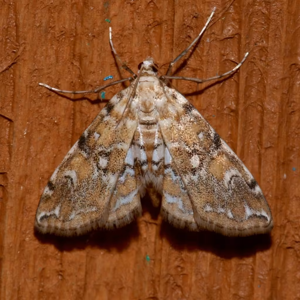 Elophila faulalis, photo 3 of 5