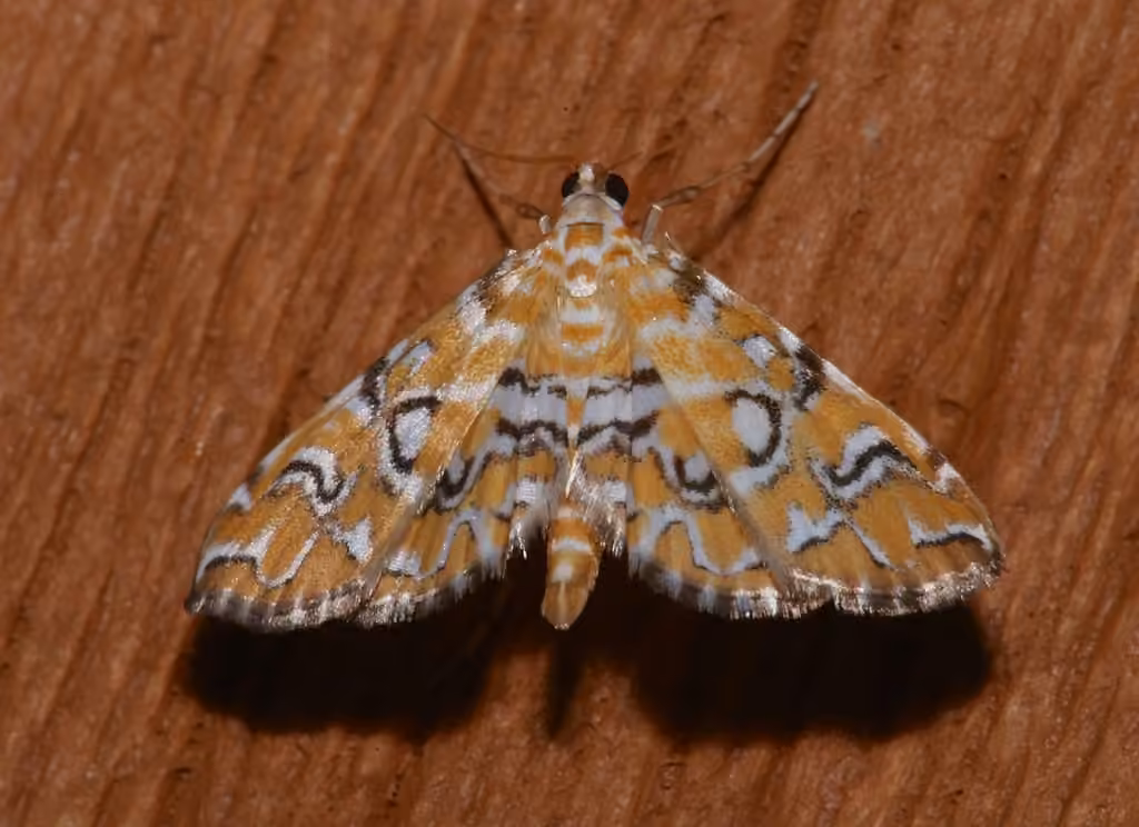 Pondside Crambid Moth, photo 2 sur 5