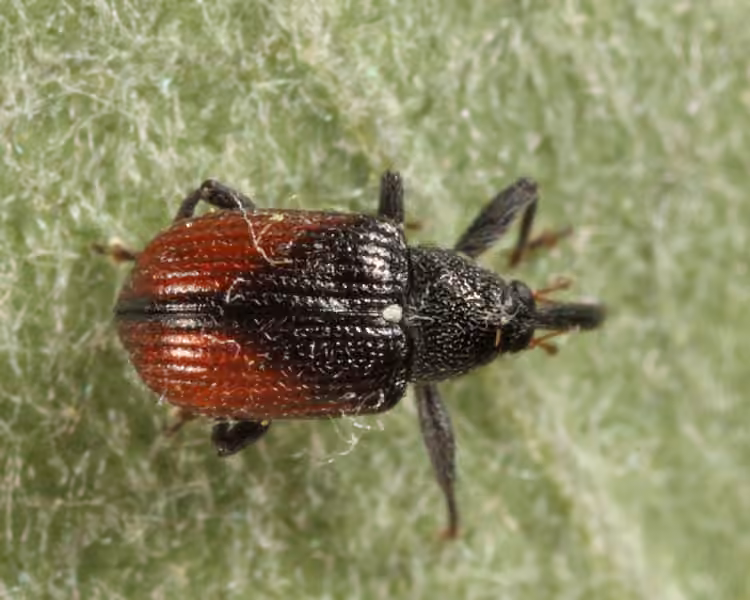 Sutured Weevil, photo 3 of 5