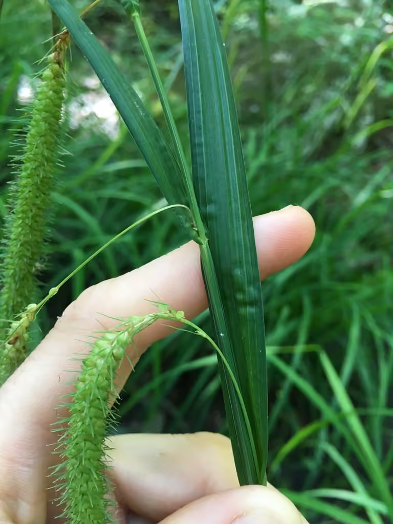 Carex crépu, photo 3 sur 5