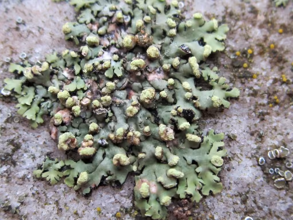 Phéophyscie pompom