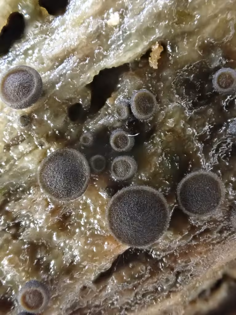 Bulgariella pulla, photo 2 sur 5