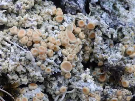 Ochroléchie arctique, photo 3 sur 5
