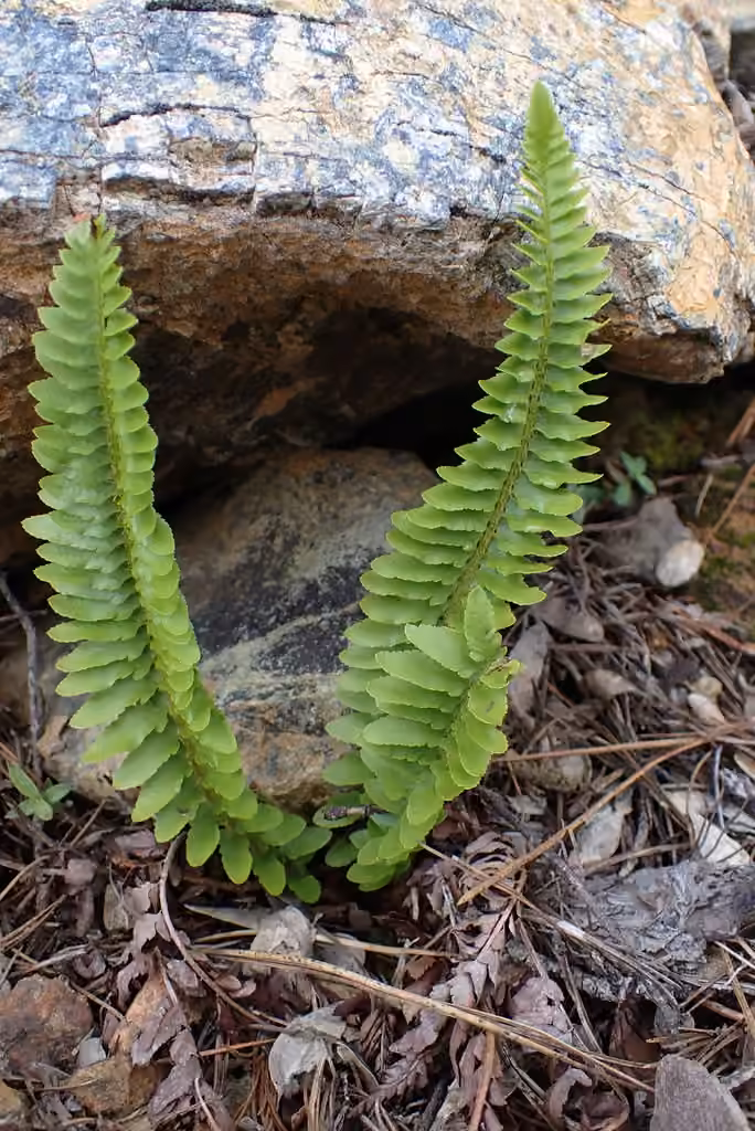 Polystic des rochers, photo 1 sur 5