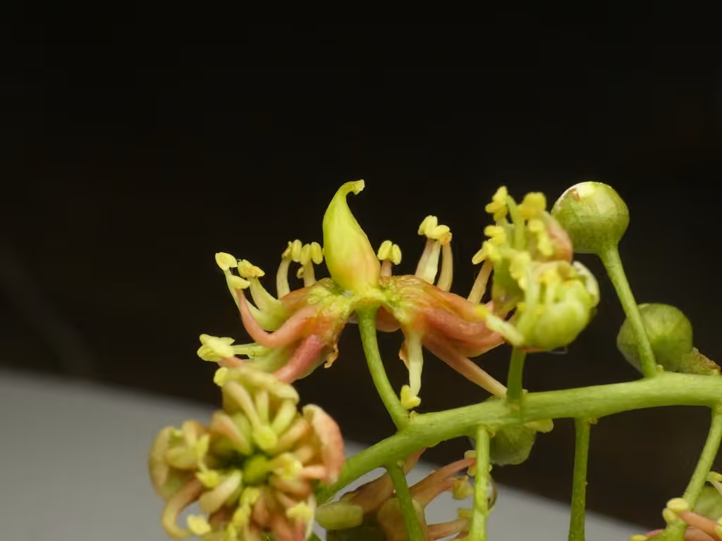 Taphrina confusa, photo 2 of 5