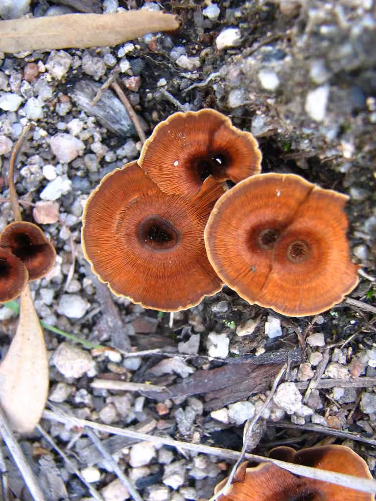 Polypore cannelle, photo 2 sur 5