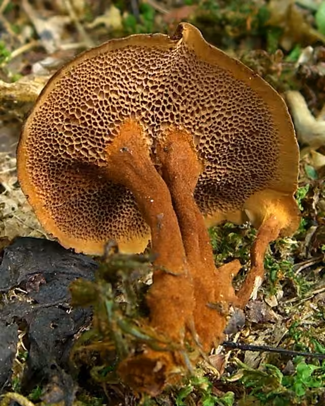 Polypore cannelle