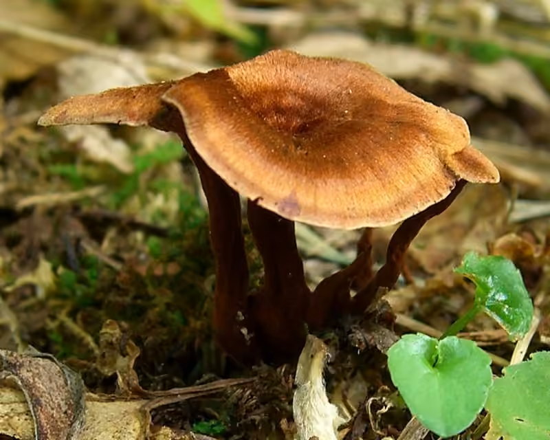 Polypore cannelle, photo 3 sur 5