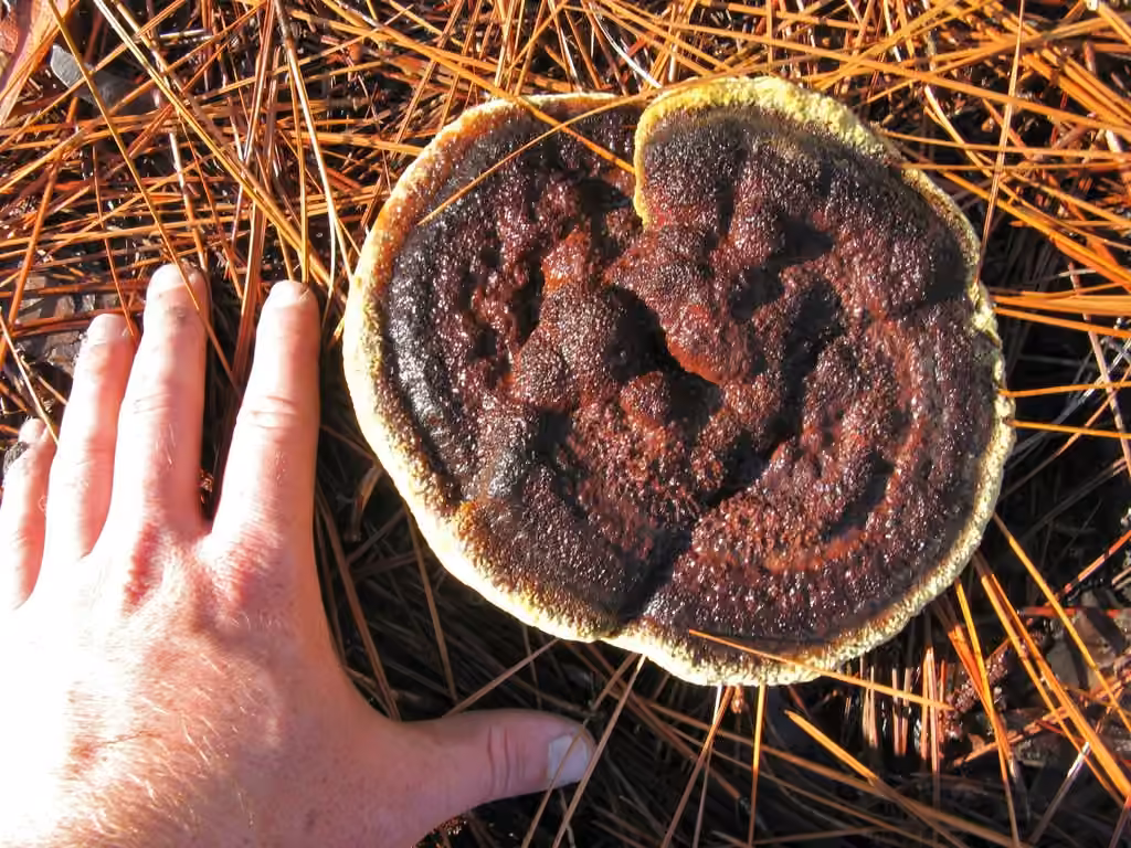 Phéole de Schweinitz, photo 3 sur 5
