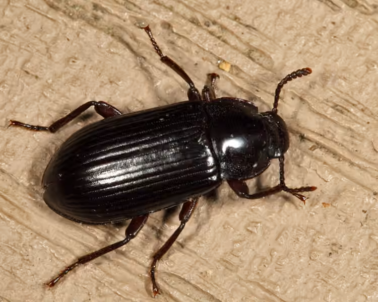 Forest Darkling Beetle, photo 3 of 5