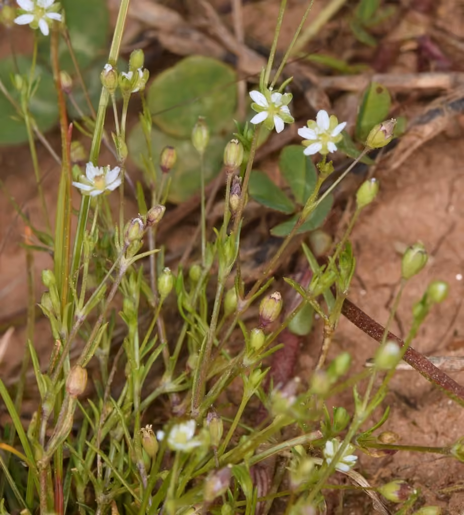 Trailing pearlwort