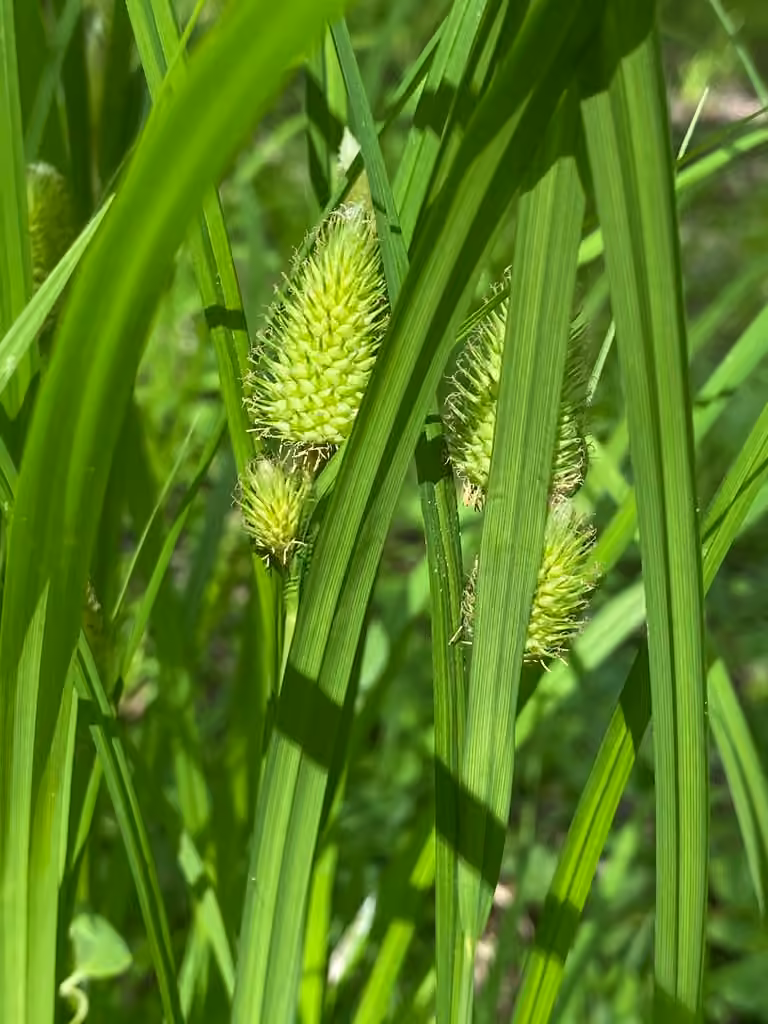 Carex massette, En fruits