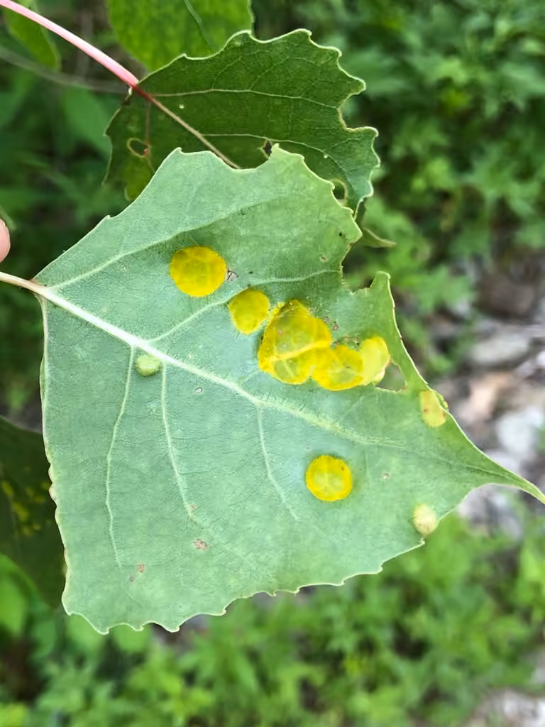 Poplar Leaf Curl, photo 1 of 5