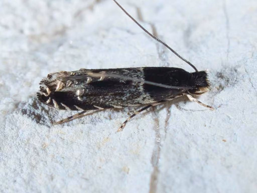 Homosetia argentinotella, Adulte