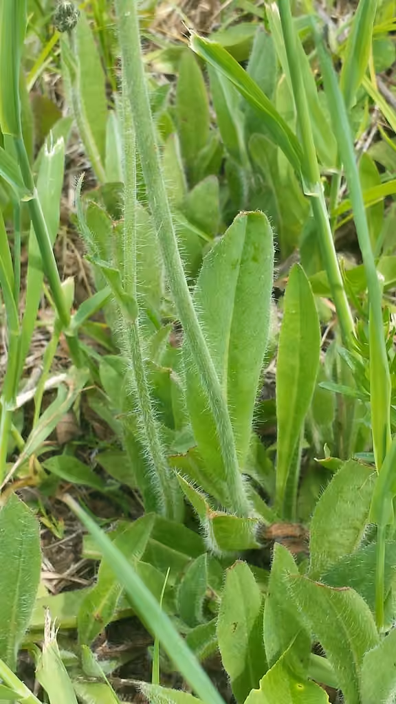 King-devil