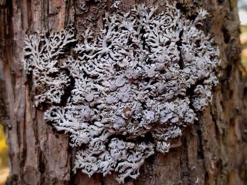 Pale-belly Frost Lichen, photo 2 of 5