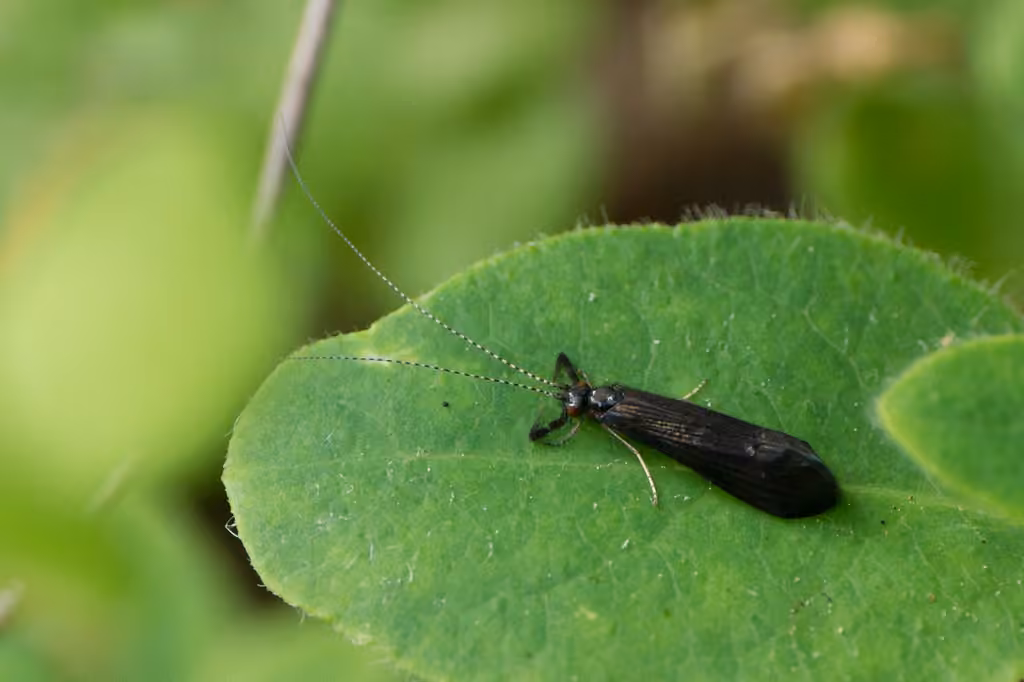 Leptocère noir, photo 3 sur 5