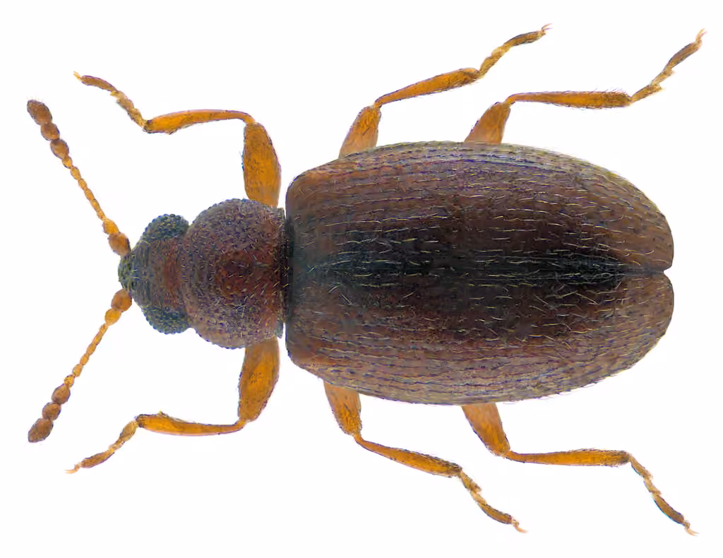 Gibbous minute scavenger beetle, photo 2 of 5