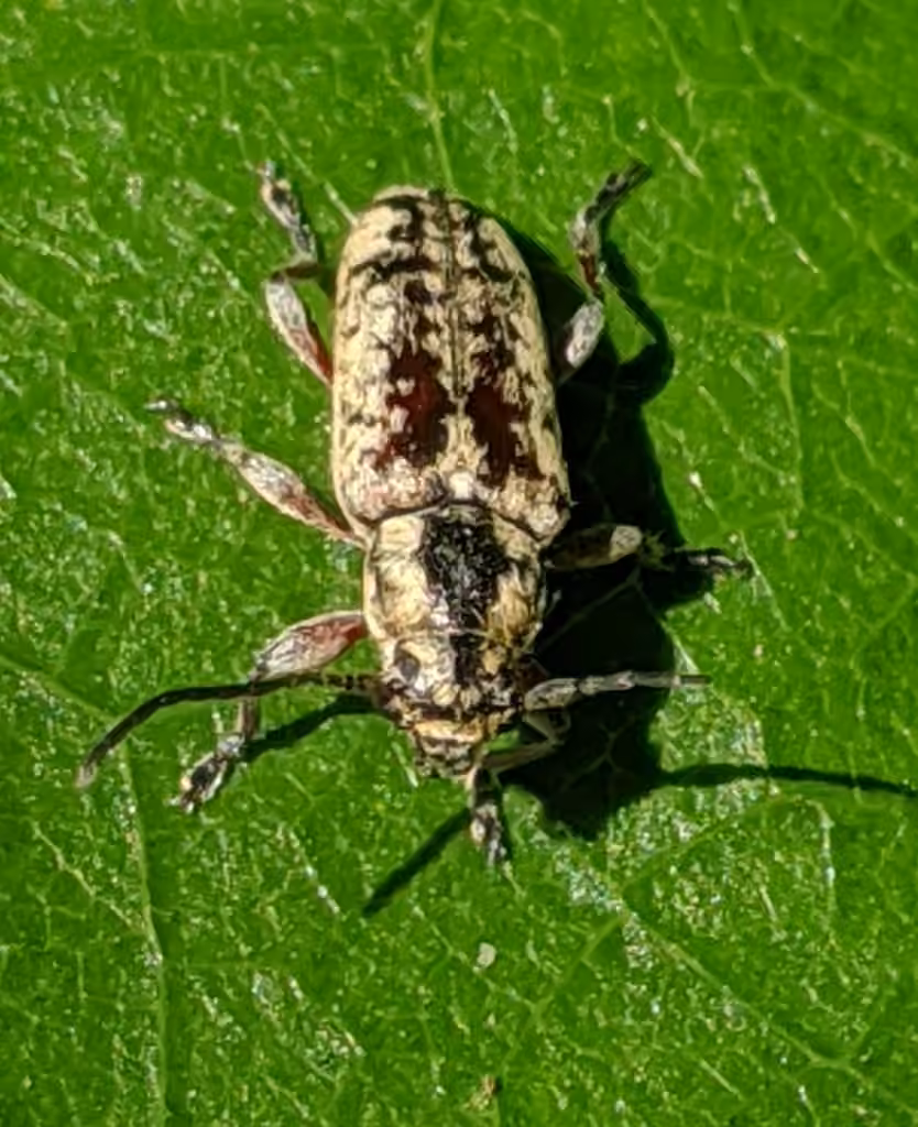 Small Cedar Borer, photo 3 of 5