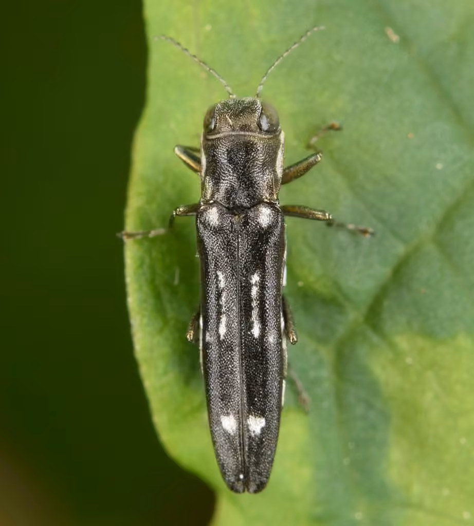 Beech Borer, photo 1 of 5