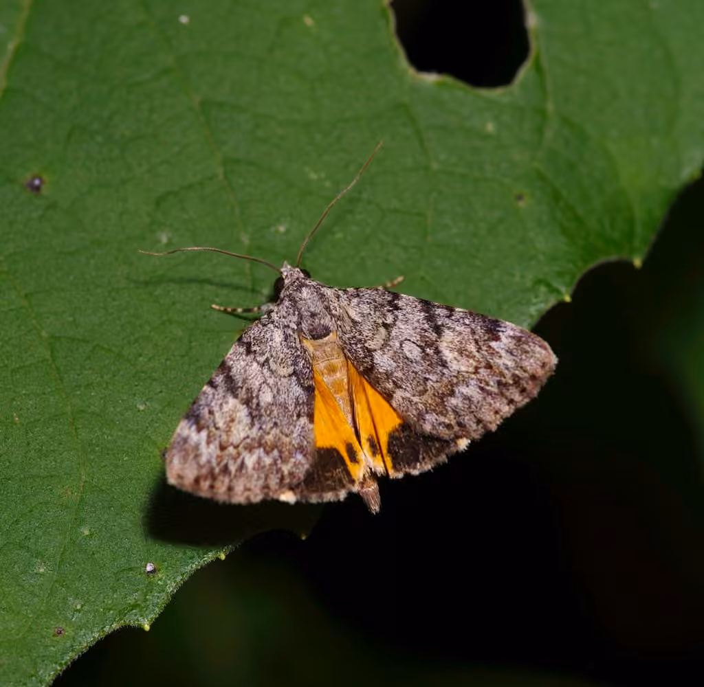 Little Lined Underwing, photo 1 of 5