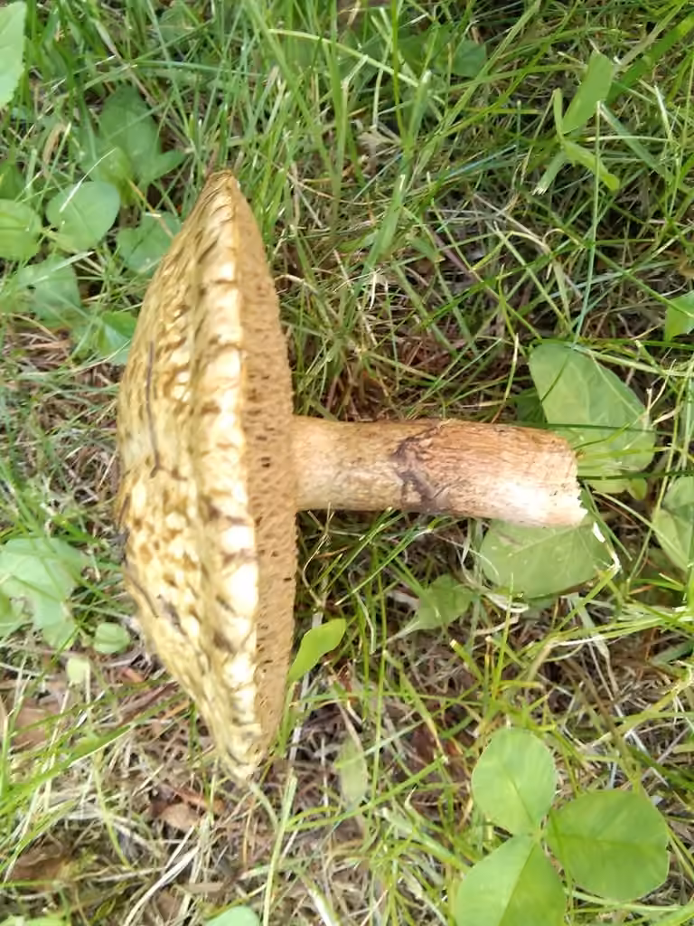 Bolet gris des mélèzes, photo 3 sur 5