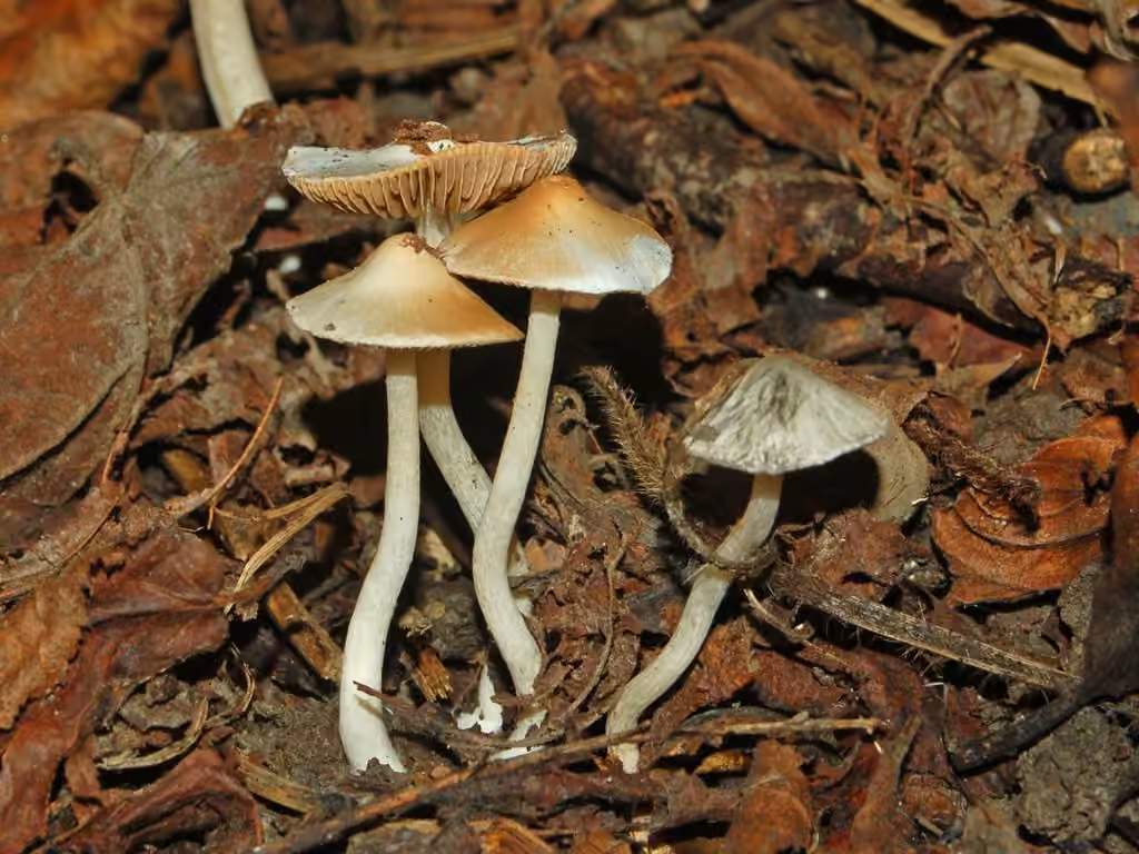 White Fibrecap, photo 3 of 5