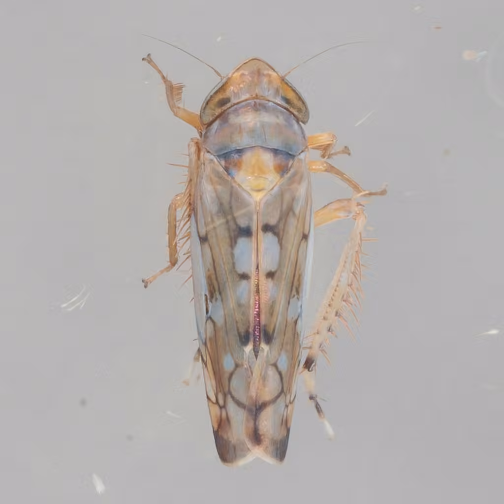 Scaphoideus opalinus, photo 1 of 5