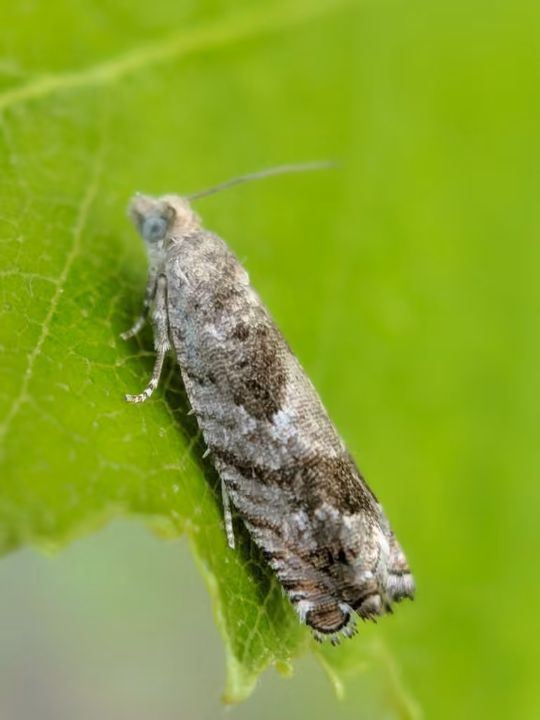Birch Shootworm Moth, Adult