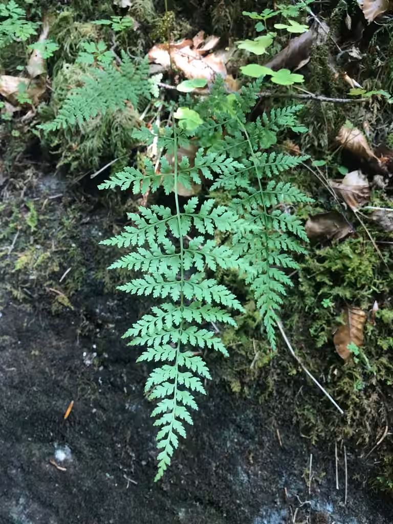 Cystoptère fragile