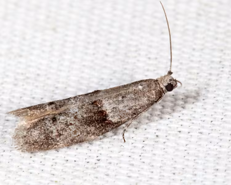 Shaggy-spotted Wockia, Adulte