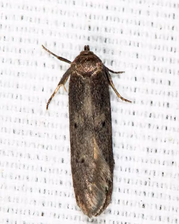 Sumac Micromoth