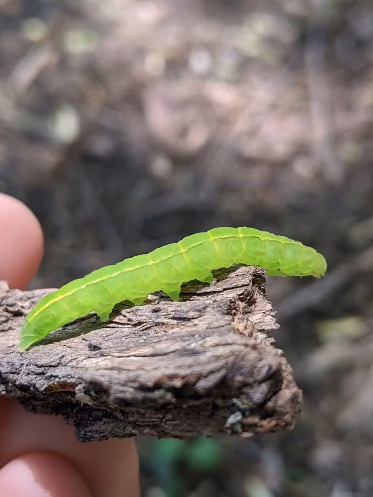 Herald Moth, Caterpillar