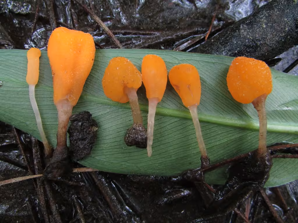 Mitrula lunulatospora, photo 1 of 5