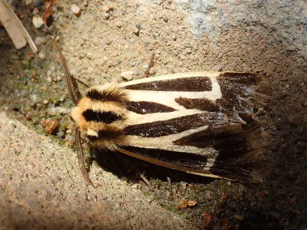 Nais Tiger Moth, Male