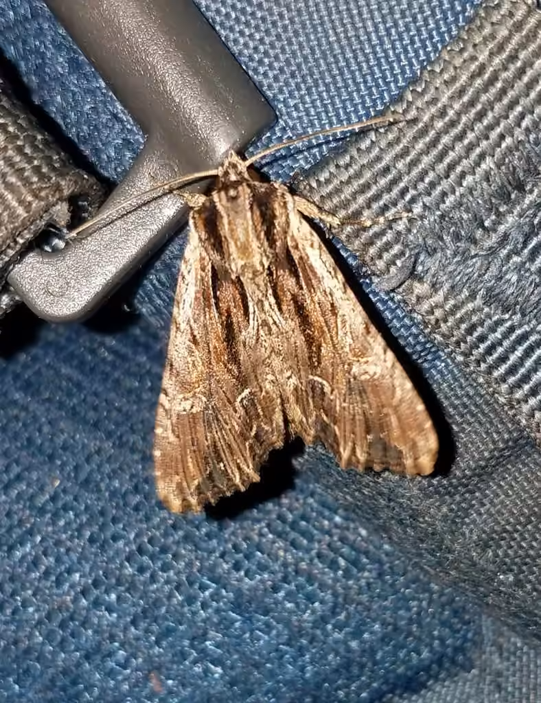 Black-dashed Apamea Moth, Adult