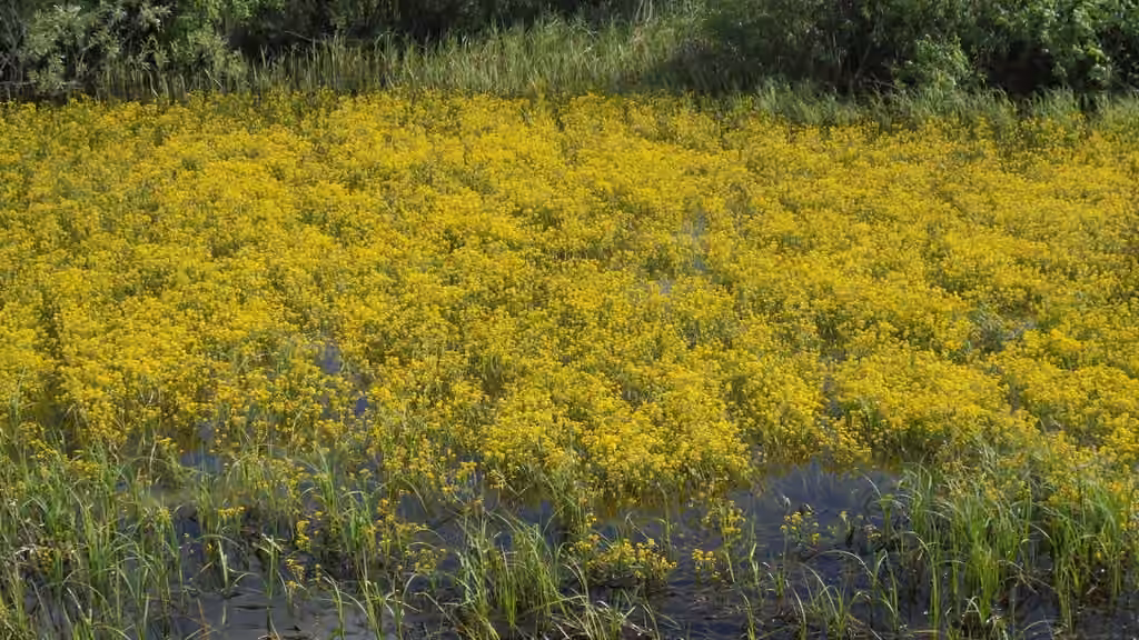 Great yellowcress, In flower