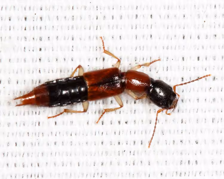 Two-coloured Tomcat Rove Beetle, photo 3 of 5