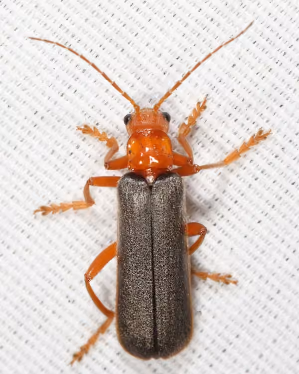 Rotund-collared Soldier Beetle, photo 3 of 5