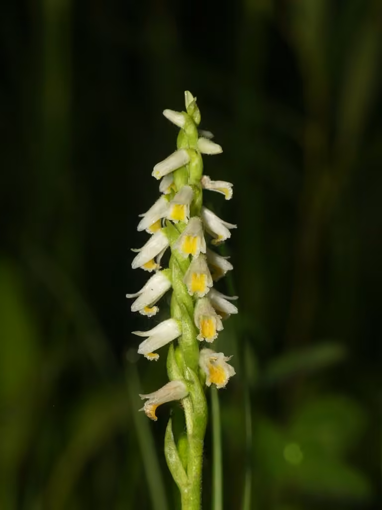Shining ladies'-tresses, In flower