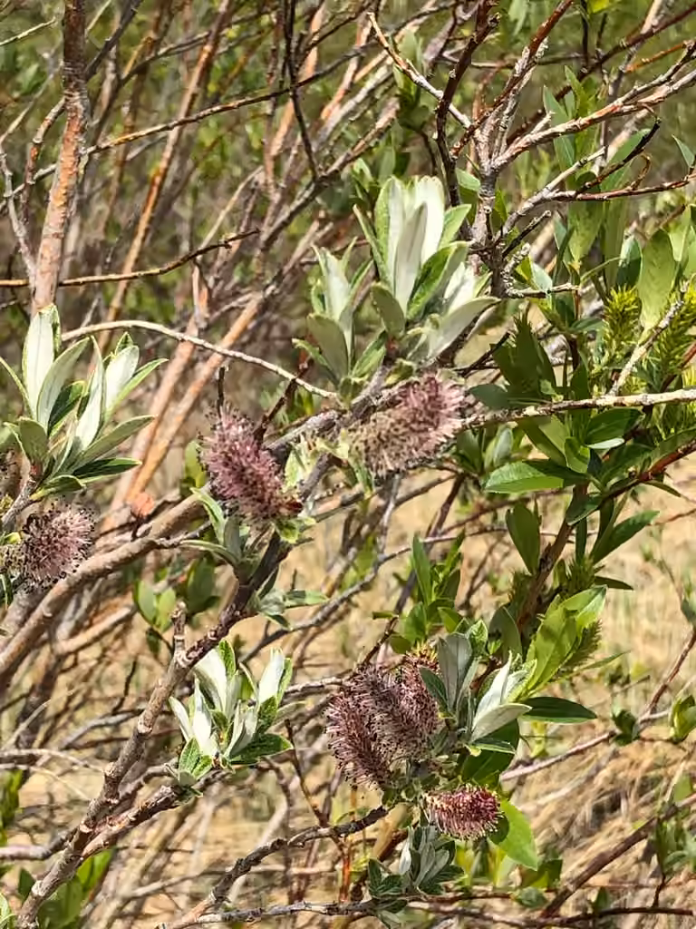 Sage willow, In flower