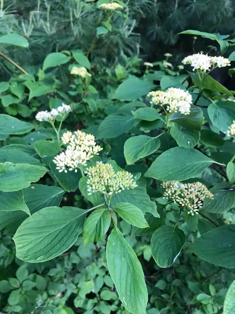Alternate-leaf dogwood, In flower