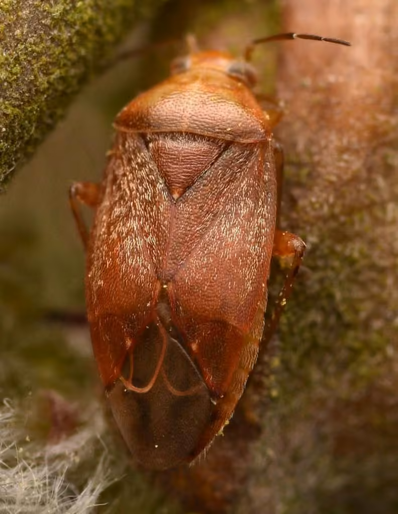 Agnocoris rubicundus, photo 1 of 5