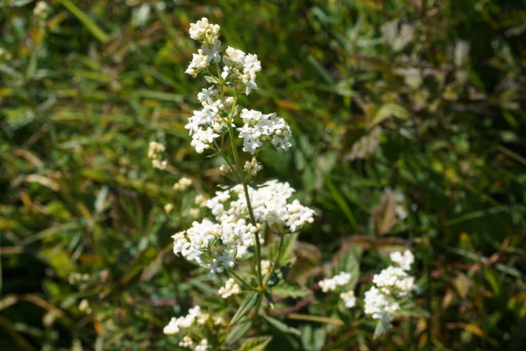 Gaillet boréal, En fleurs