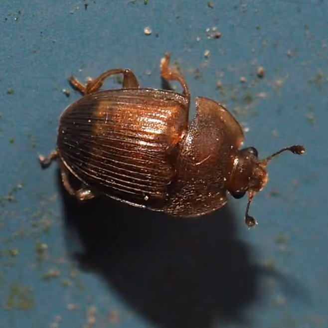 Strawberry Sap Beetle, photo 3 of 5