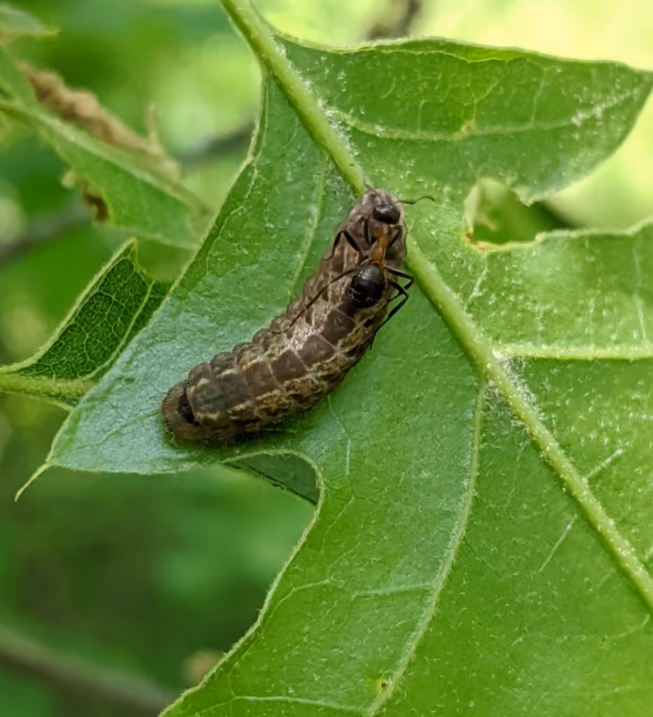 Edwards' Hairstreak, Caterpillar