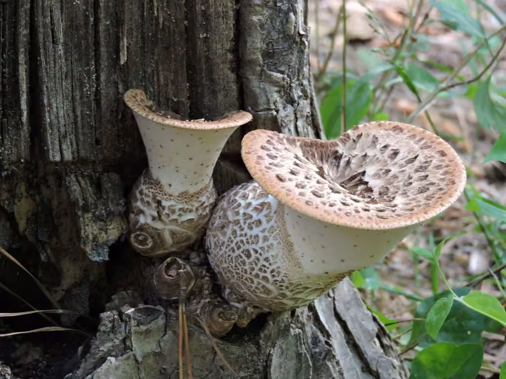 Polypore écailleux, photo 3 sur 5